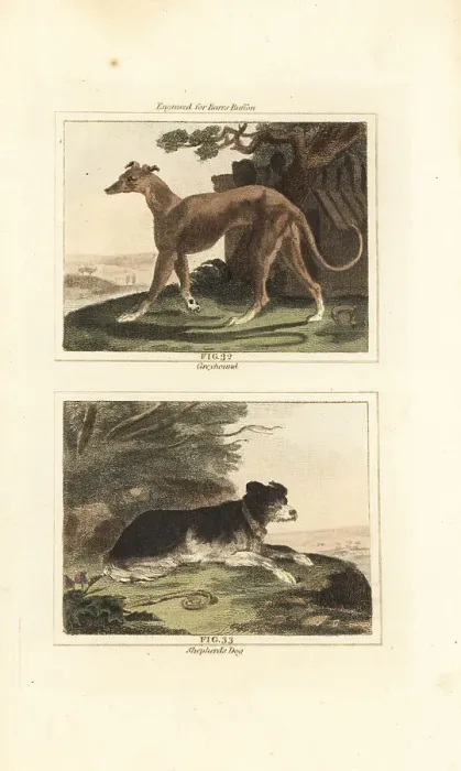 Framed Print : Greyhound and sheepdog Framed Print : Greyhound and sheepdog