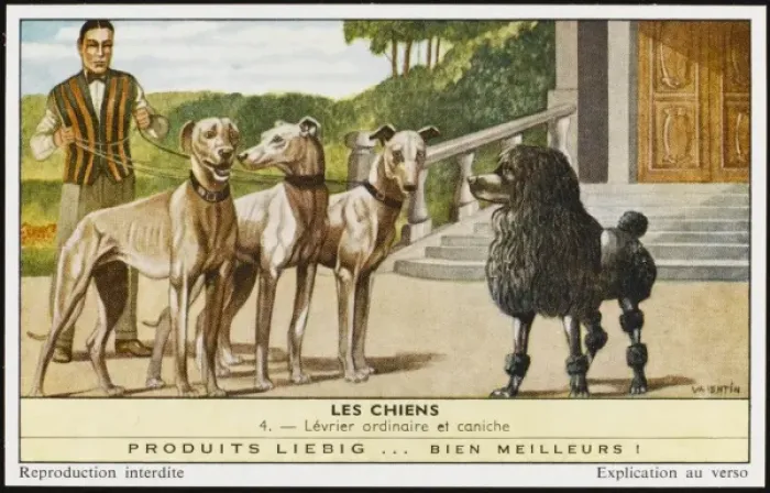 Framed Print : Greyhounds and Poodle Framed Print : Greyhounds and Poodle