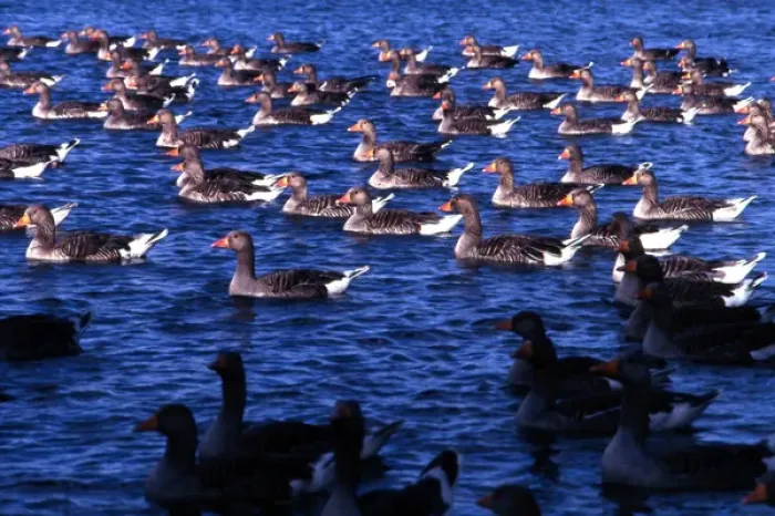 Framed Print : Greylag geese on a lake