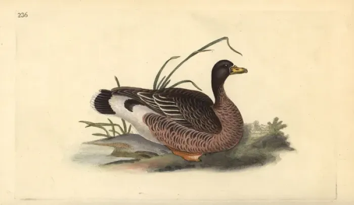 Framed Print : Greylag goose, Anser anser Framed Print : Greylag goose, Anser anser