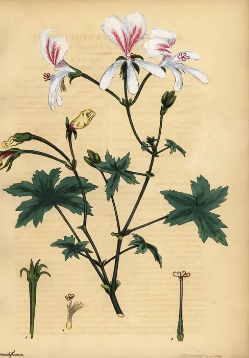 Framed Print : Grielum grandiflorum Framed Print : Grielum grandiflorum