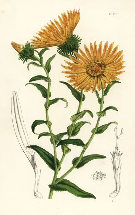 Framed Print : Grindelia grandiflora Framed Print : Grindelia grandiflora