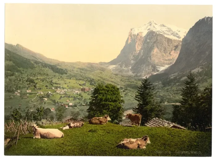 Framed Print : Grindelwald, cows in pasture, Bernese Oberland, Switzerland Framed Print : Grindelwald, cows in pasture, Bernese Oberland, Switzerland
