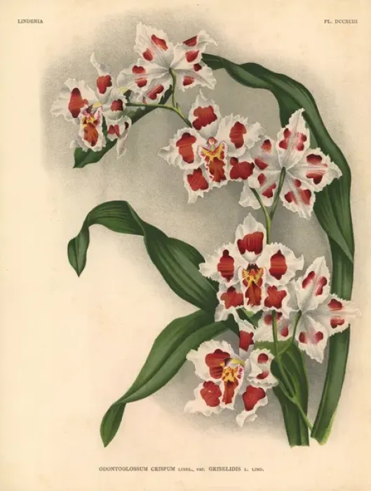 Framed Print : Griselidis variety of Odontoglossum crispum orchid Framed Print : Griselidis variety of Odontoglossum crispum orchid