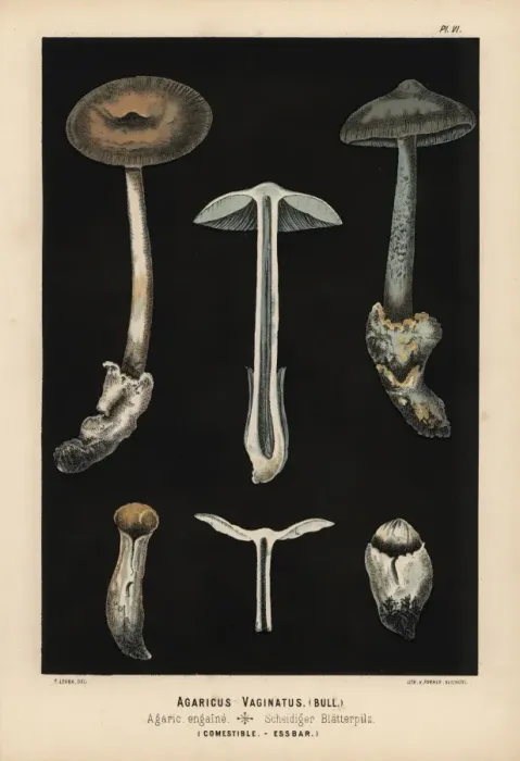 Framed Print : Grisette, Amanita vaginata, Agaricus vaginatus, edible Framed Print : Grisette, Amanita vaginata, Agaricus vaginatus, edible