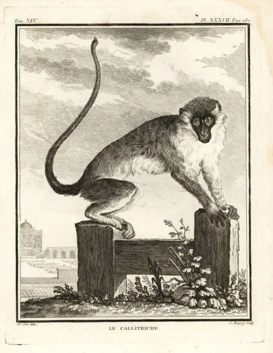 Framed Print : Grivet, Chlorocebus aethiops Framed Print : Grivet, Chlorocebus aethiops