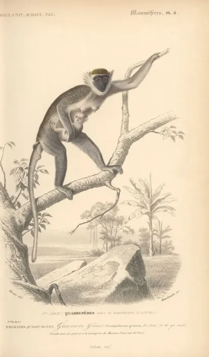 Framed Print : Grivet, Chlorocebus aethiops Framed Print : Grivet, Chlorocebus aethiops