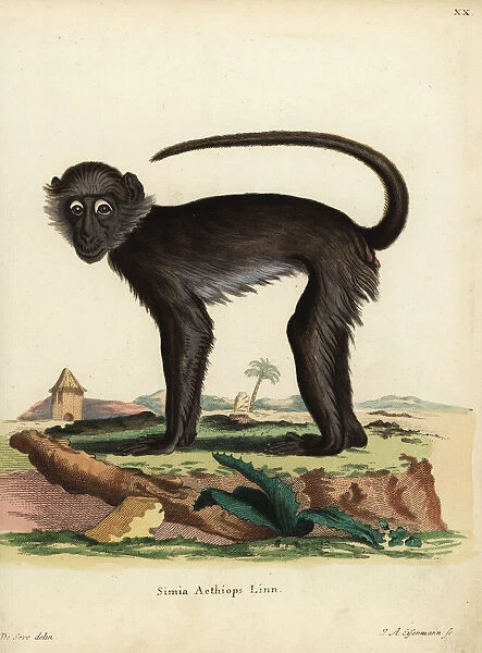 Grivet monkey, Chlorocebus aethiops