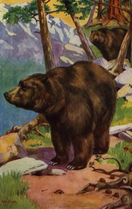 Framed Print : Grizzly bear Framed Print : Grizzly bear