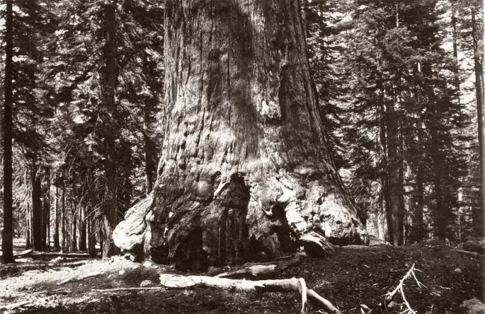 Framed Print : Grizzly giant, giant sequoia tree, California, Galen Clark Framed Print : Grizzly giant, giant sequoia tree, California, Galen Clark