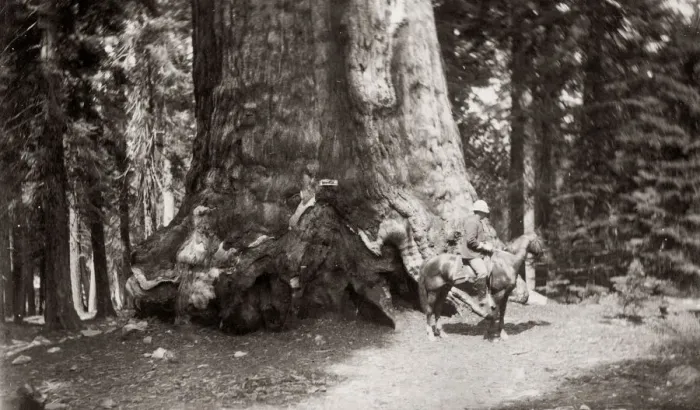 Framed Print : The Grizzly Giant, Yosemite National Park, USA, c. 1880 s Framed Print : The Grizzly Giant, Yosemite National Park, USA, c. 1880 s