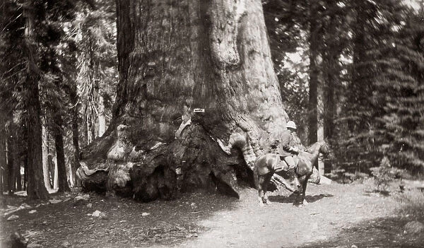 The Grizzly Giant, Yosemite National Park, USA, c. 1880 s