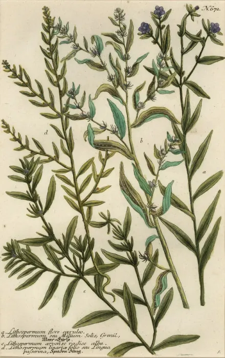 Framed Print : Gromwell varieties, Lithospermum species Framed Print : Gromwell varieties, Lithospermum species