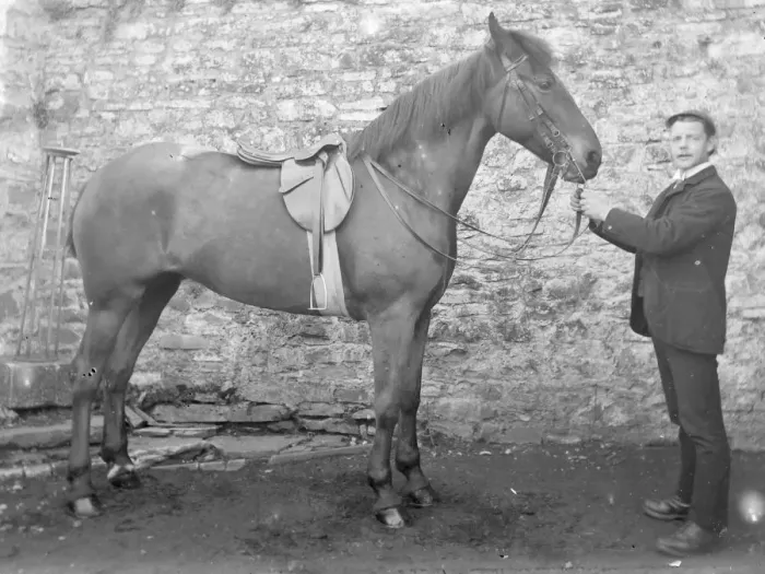 Framed Print : Groom with saddled stallion, Mid Wales Framed Print : Groom with saddled stallion, Mid Wales