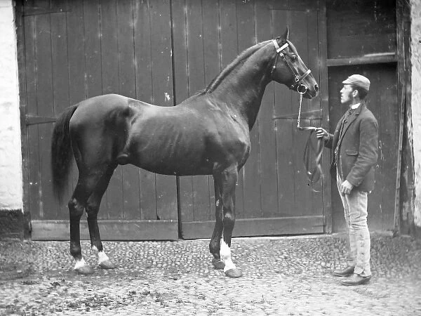 Groom with stallion, Mid Wales