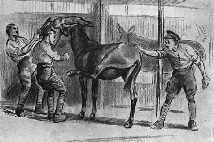 Framed Print : Grooming a mule, WW1 Framed Print : Grooming a mule, WW1