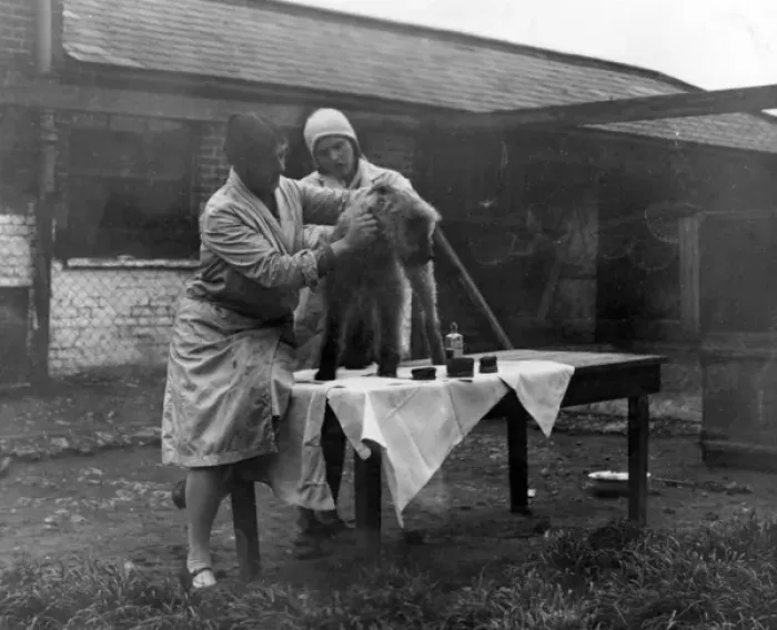 Framed Print : Grooming a Terrier Framed Print : Grooming a Terrier