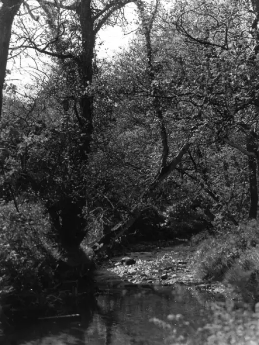 Framed Print : Groudle Glen Framed Print : Groudle Glen