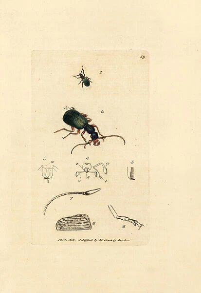 Ground beetle, Drypta dentata