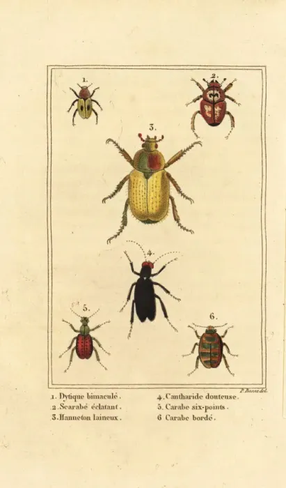 Framed Print : Ground beetle, scarab and cockchafer Framed Print : Ground beetle, scarab and cockchafer