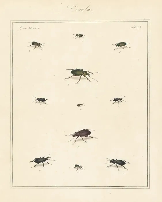 Framed Print : Ground beetles Framed Print : Ground beetles