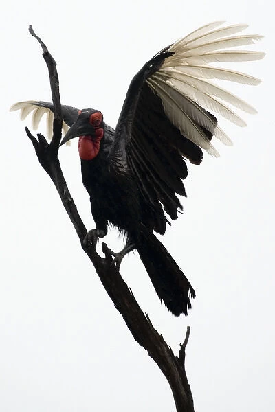 Ground Hornbill - Landing on tree