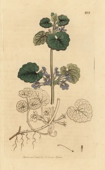 Framed Print : Ground ivy, Glechoma hederacea Framed Print : Ground ivy, Glechoma hederacea