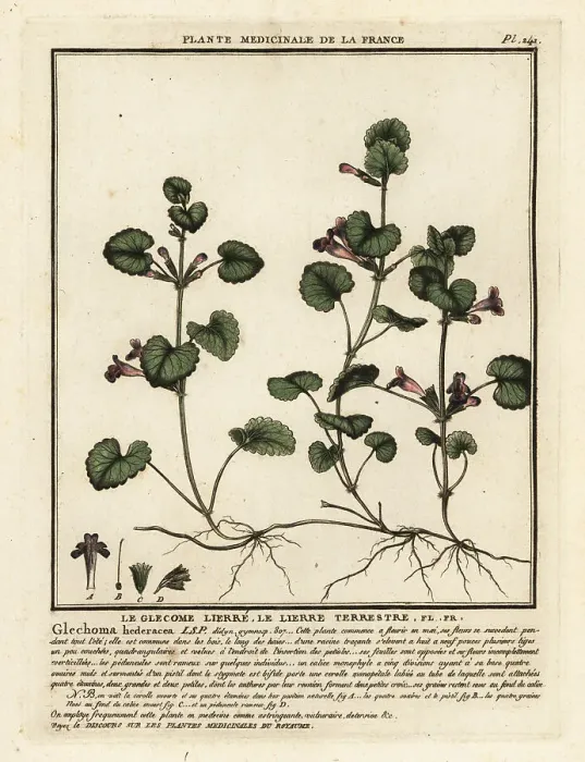 Framed Print : Ground ivy, Glechoma hederacea Framed Print : Ground ivy, Glechoma hederacea