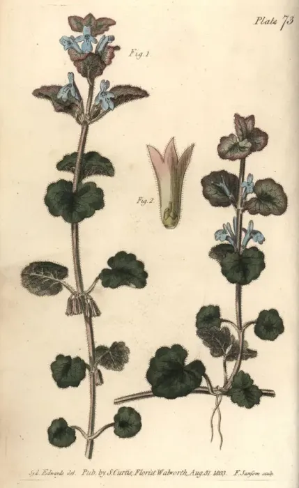 Framed Print : Ground ivy, Glechoma hederacea, Gymnospermia Framed Print : Ground ivy, Glechoma hederacea, Gymnospermia