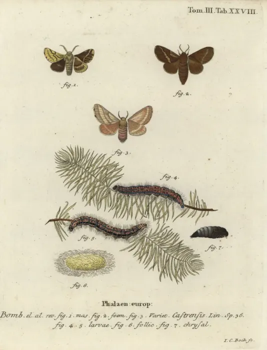 Framed Print : Ground lackey moth, Malacosoma castrense Framed Print : Ground lackey moth, Malacosoma castrense