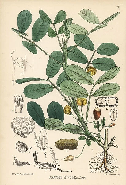 Ground nut, peanut or oil nut, Arachis hypogaea
