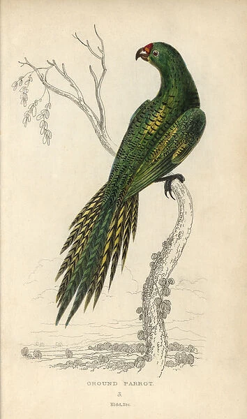 Ground parrot, Pezoporus wallicus