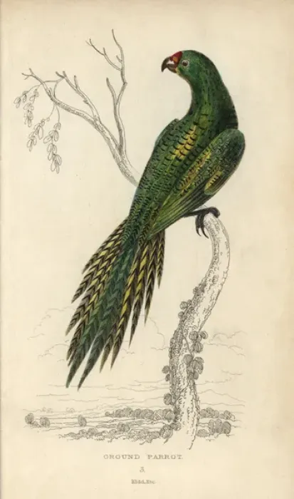 Framed Print : Ground parrot, Pezoporus wallicus Framed Print : Ground parrot, Pezoporus wallicus