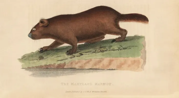 Framed Print : Groundhog, Marmota monax Framed Print : Groundhog, Marmota monax