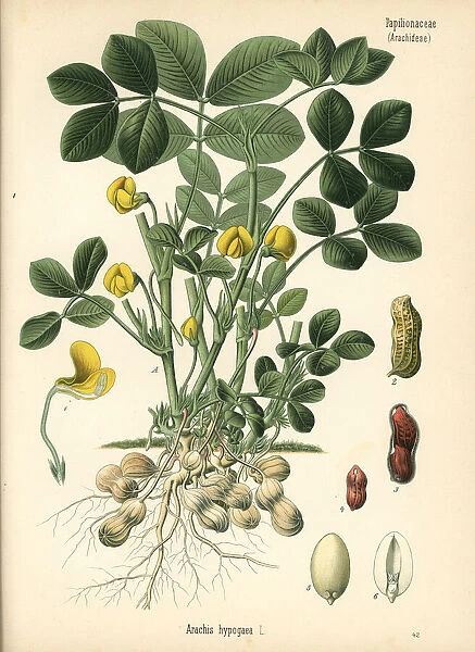 Groundnut or peanut, Arachis hypogaea