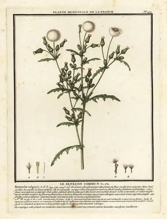 Framed Print : Groundsel, Senecio vulgaris