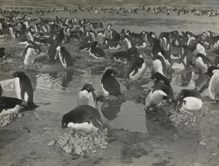 Framed Print : Group of Adeliee Penguins, Cape Adare Framed Print : Group of Adeliee Penguins, Cape Adare