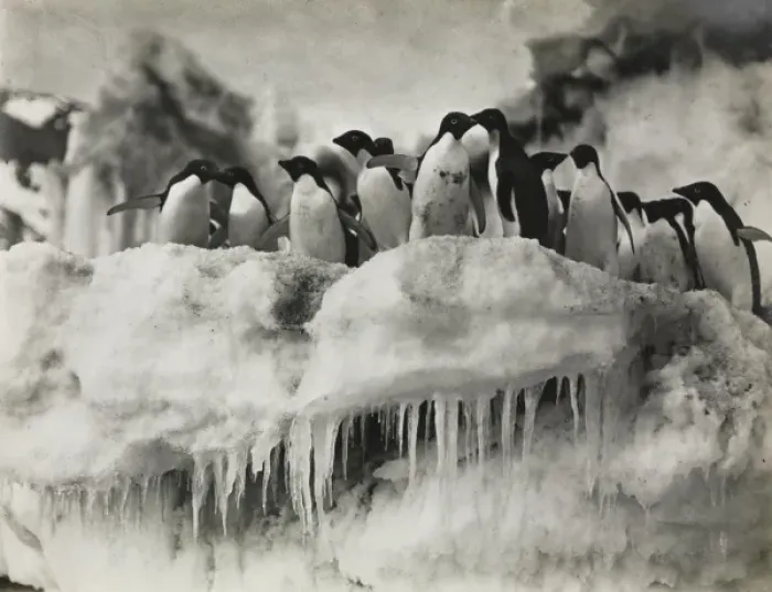 Framed Print : Group of Adeliee Penguins, Cape Adare Framed Print : Group of Adeliee Penguins, Cape Adare