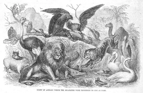 Group of Animals the Israelites were forbidden to eat