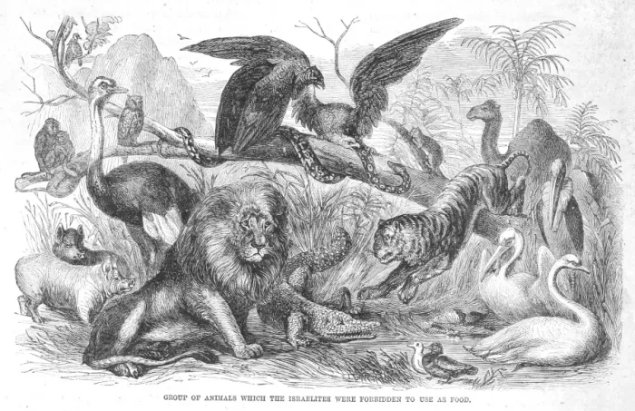 Framed Print : Group of Animals the Israelites were forbidden to eat Framed Print : Group of Animals the Israelites were forbidden to eat