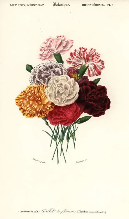 Framed Print : Group of carnations, Dianthus caryophyllus Framed Print : Group of carnations, Dianthus caryophyllus