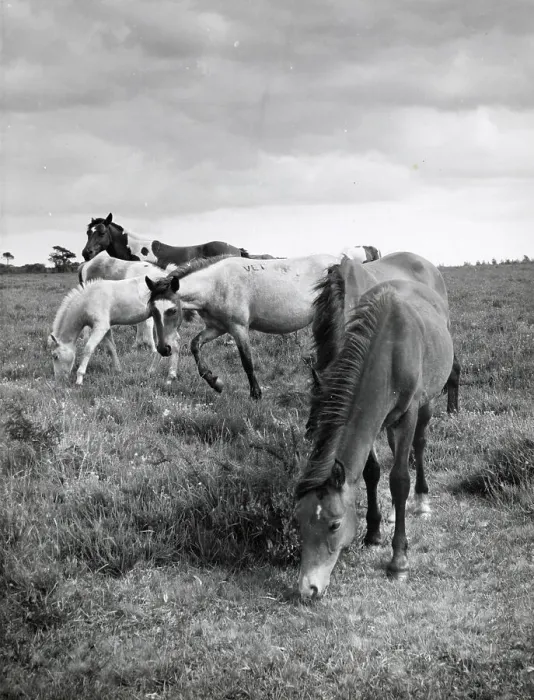 Framed Print : Group of Dartmoor ponies, Devon Date: 1960 Framed Print : Group of Dartmoor ponies, Devon Date: 1960