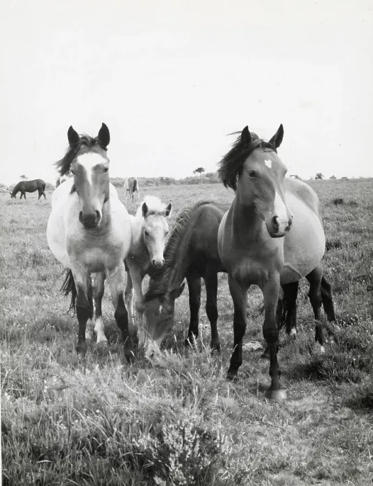 Framed Print : Group of Dartmoor ponies, Devon Date: 1962 Framed Print : Group of Dartmoor ponies, Devon Date: 1962