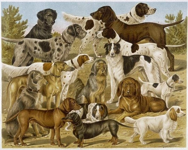 Group of Many Dogs. A large assortment of dogs: including:Hounds, Setters and Spaniels