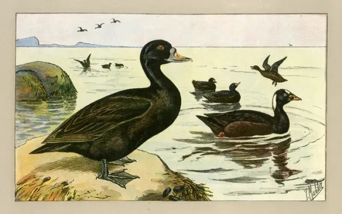 Framed Print : Group of ducks