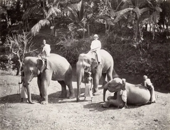 Framed Print : Group of elephants, baby elephant, Ceylon, Sri Lanka Framed Print : Group of elephants, baby elephant, Ceylon, Sri Lanka