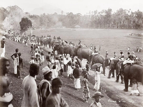 Group of elephants on parade, Ceylon, Sri Lanka
