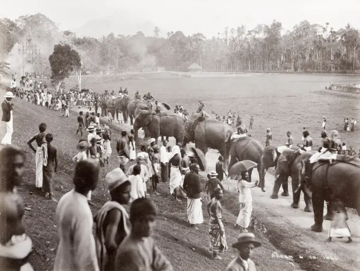 Framed Print : Group of elephants on parade, Ceylon, Sri Lanka