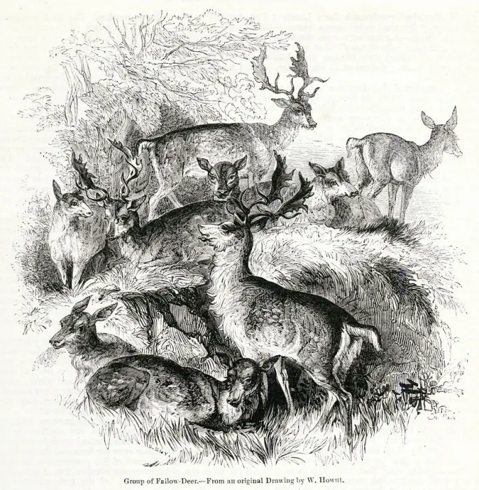 Framed Print : Group of fallow deer Framed Print : Group of fallow deer