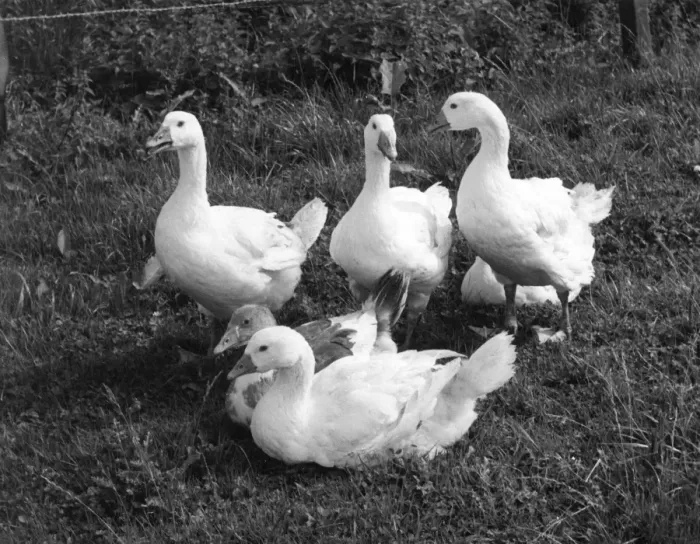 Framed Print : Group of Geese Framed Print : Group of Geese